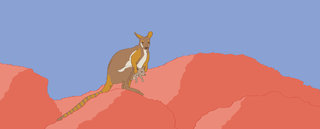 Le wallaby des rochers pour Nidoo