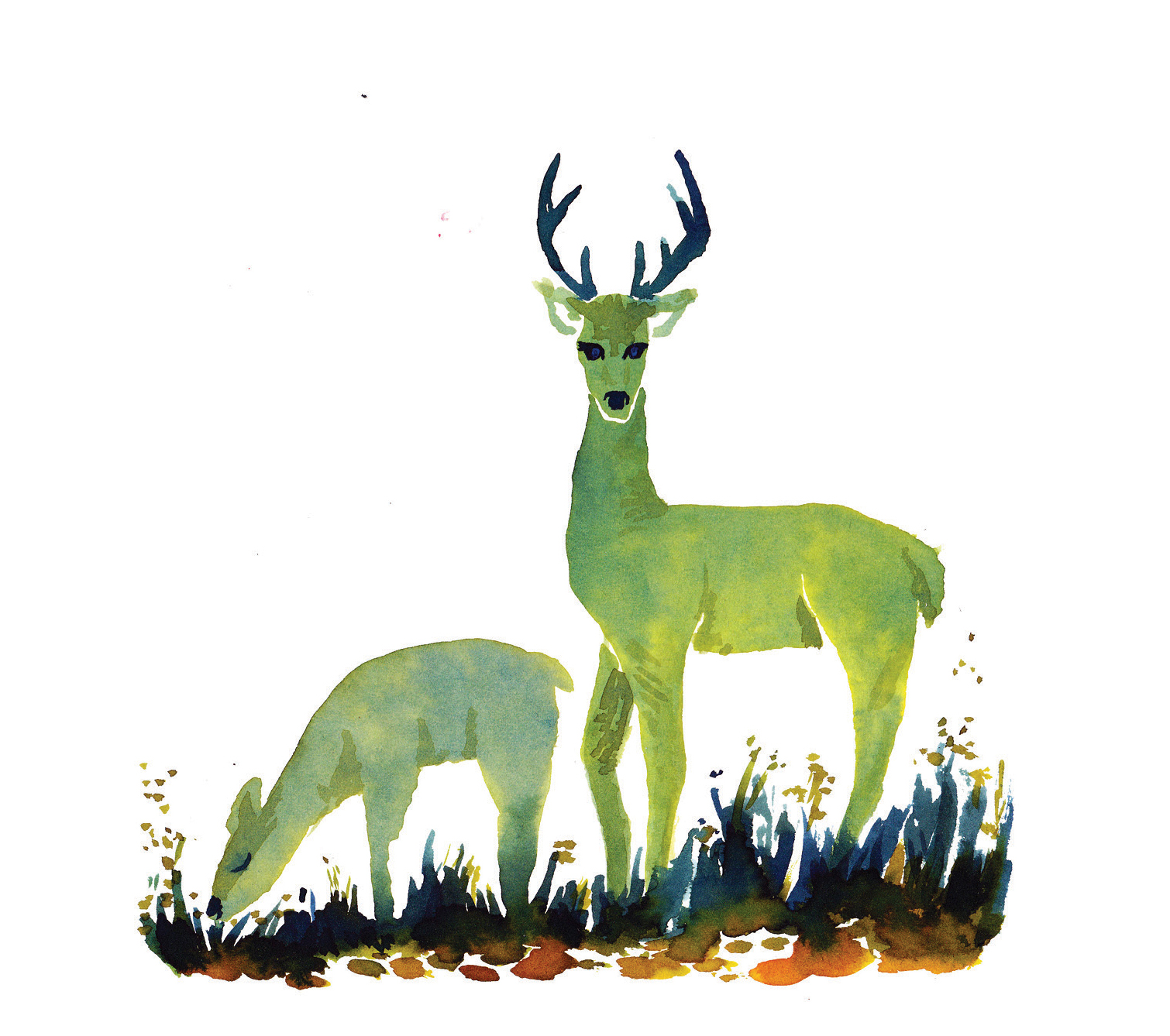 Deers