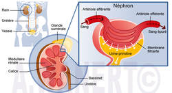 Néphrologie - Amandine Wanert-illustrateur