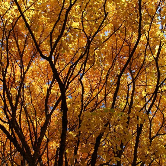 Jaune
