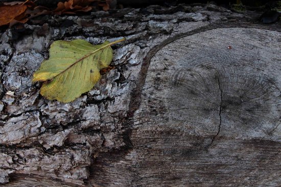 Automne 1