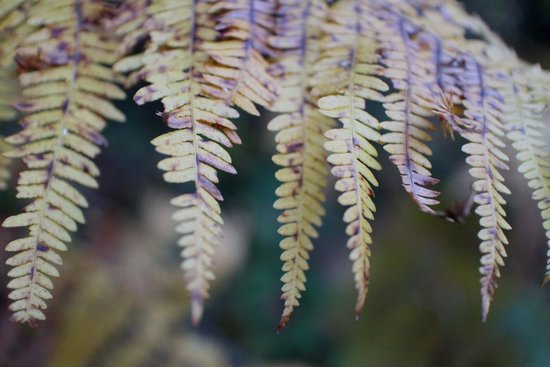 Automne 2