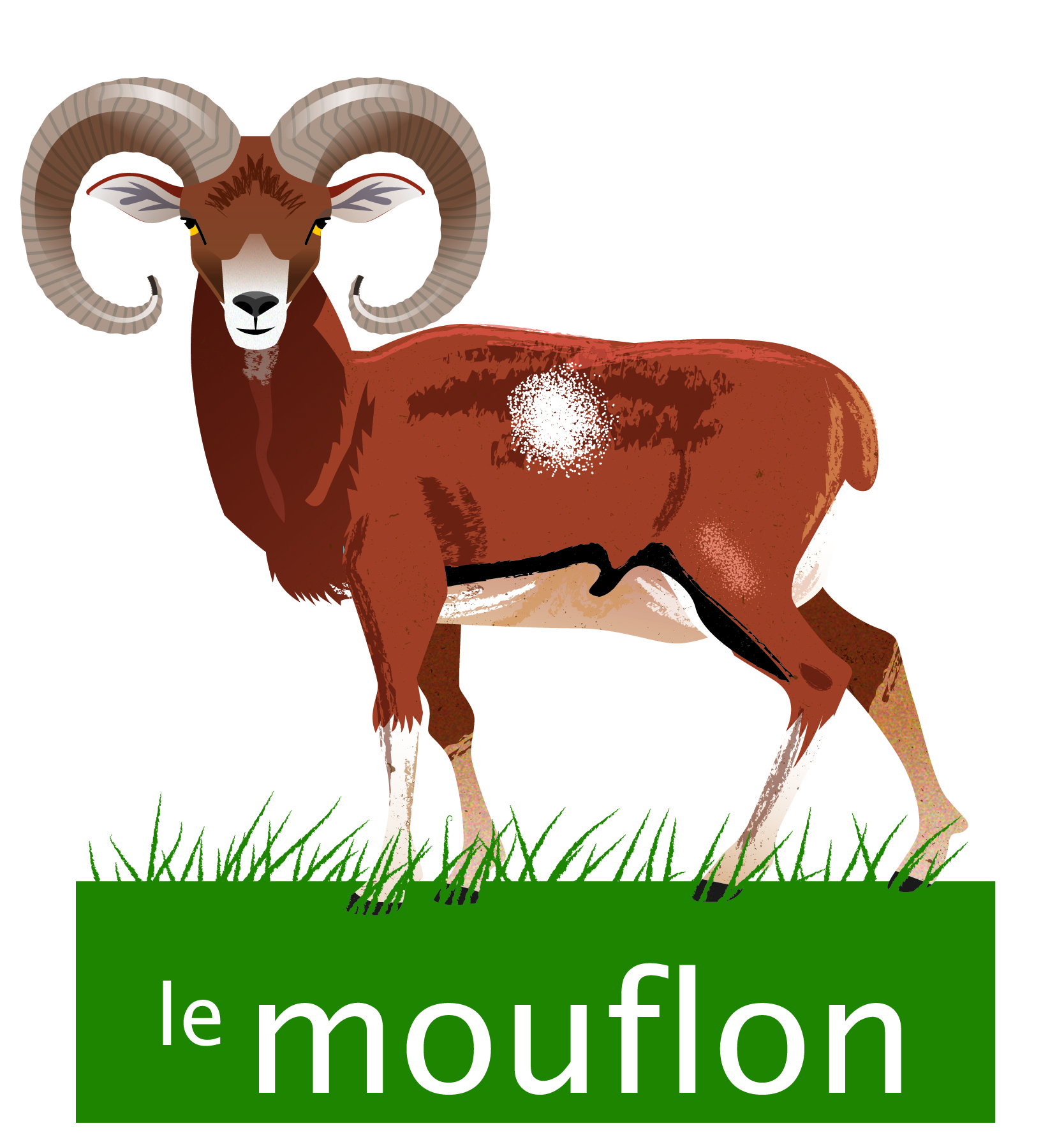 Coulondres-animaux_MOUFLON.jpg