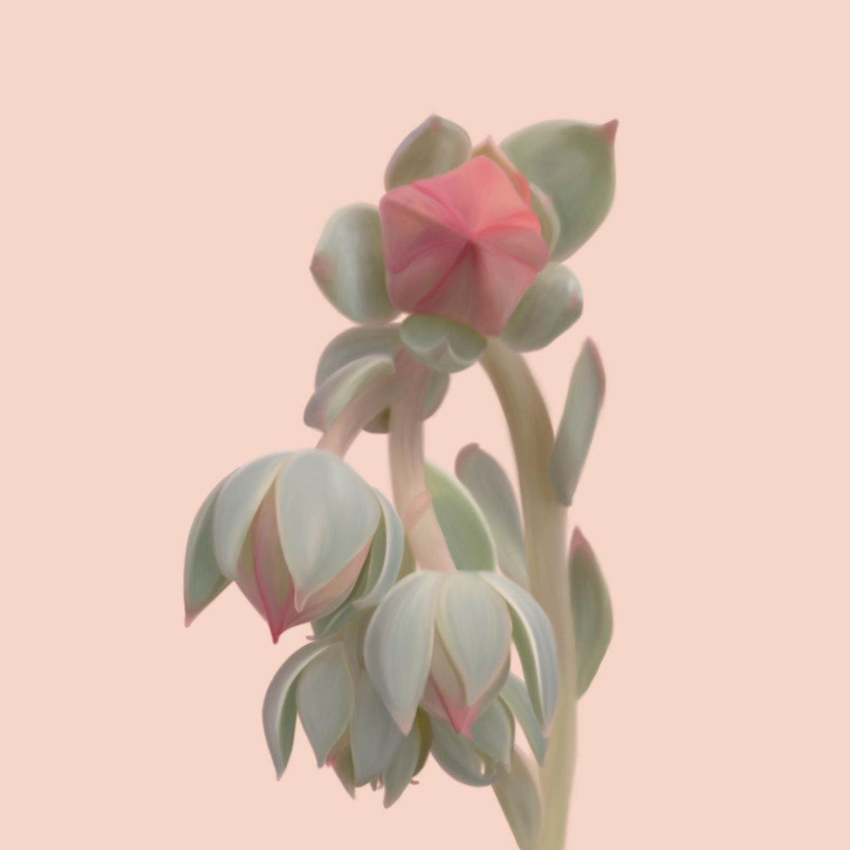 Succulente_3.jpg