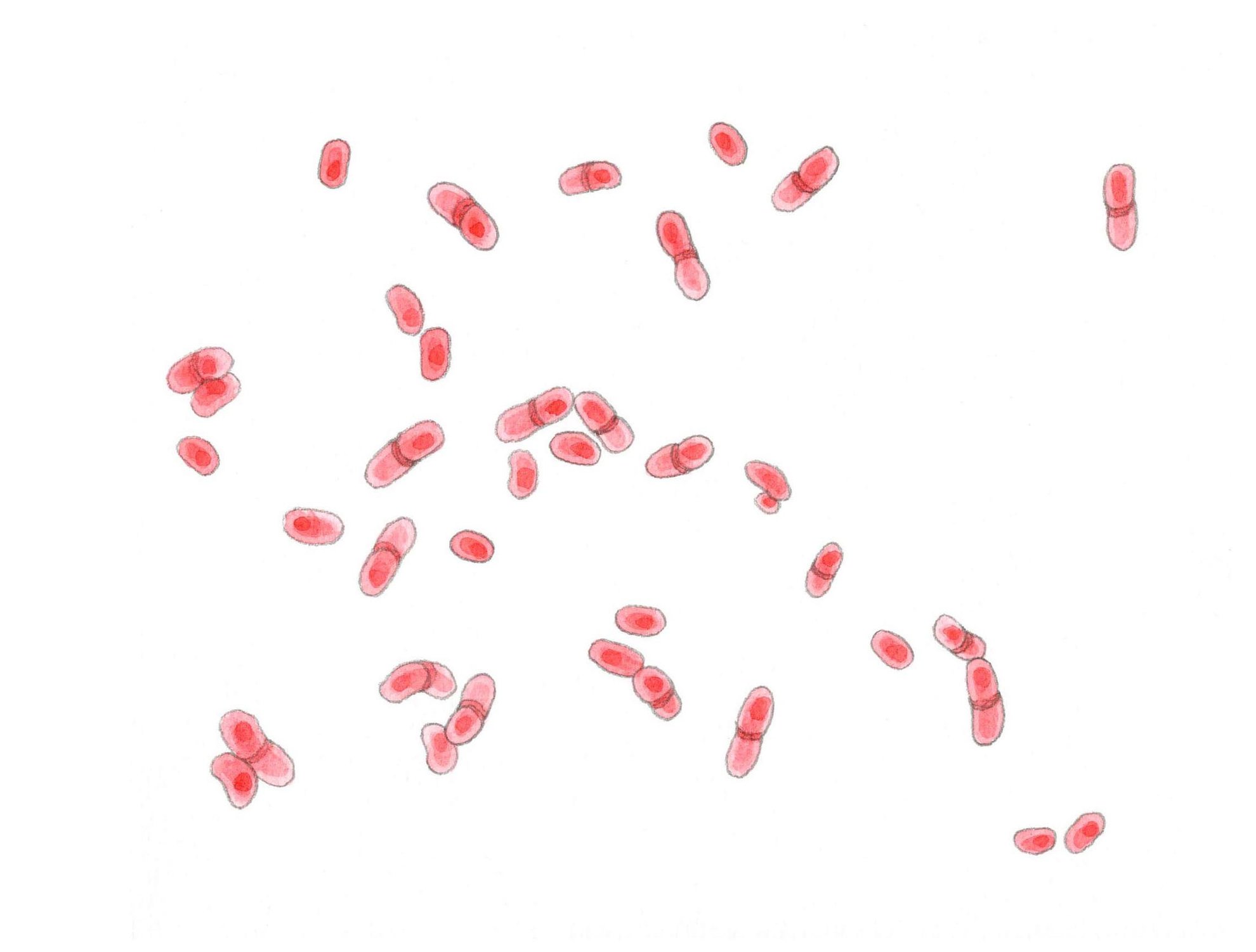 bactéries