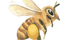 abeille - melissa faidherbe-illustrateur jeunesse