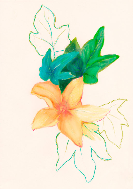 Fleurs de courgette