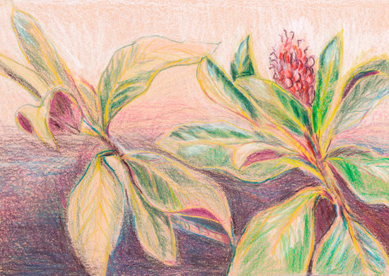Magnolia