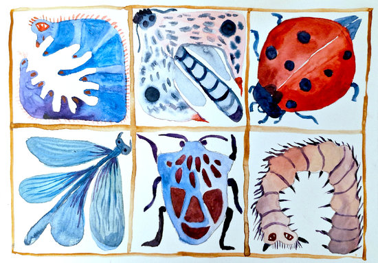 insectes