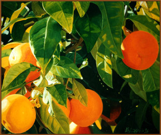 Oranger corse