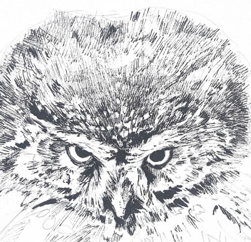 Bonotto Chiara-illustrateur