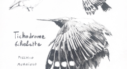 TICHODROME ÉCHELETTE - Bonotto Chiara-illustrateur