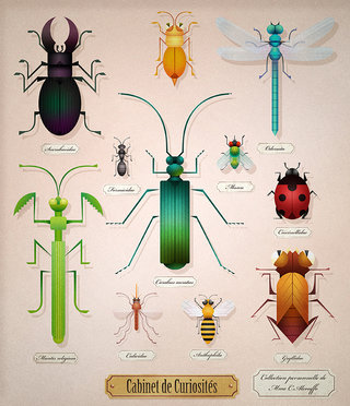 Insectes géométriques