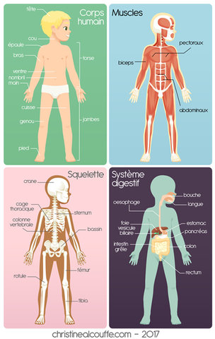 Planches anatomiques - Illustration personnelle