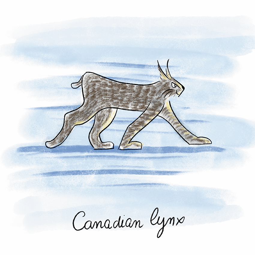 Canadian Lynx.jpg