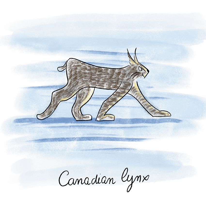 Canadian Lynx.jpg