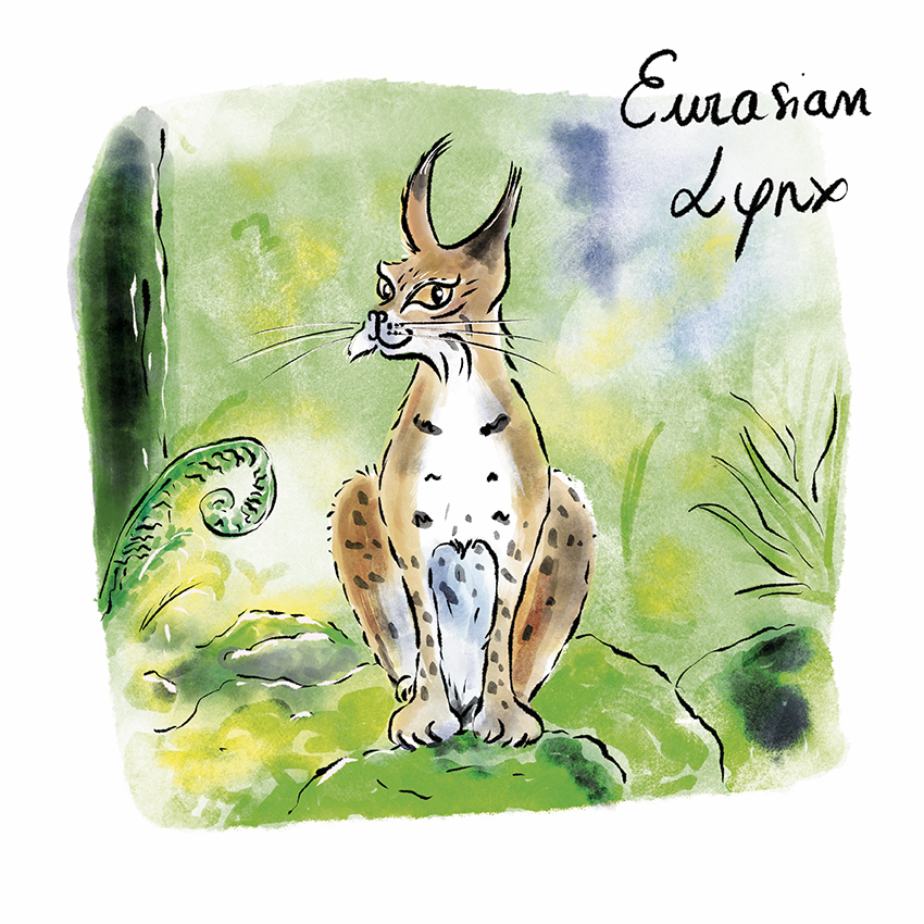 Eurasian Lynx.jpg