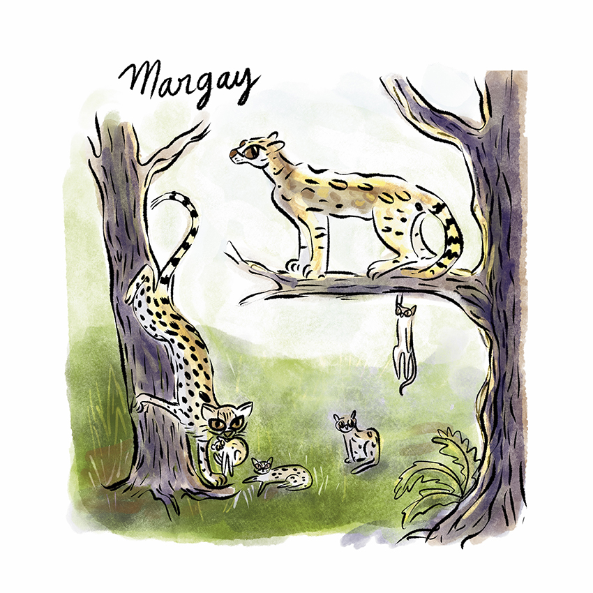 Margay.jpg