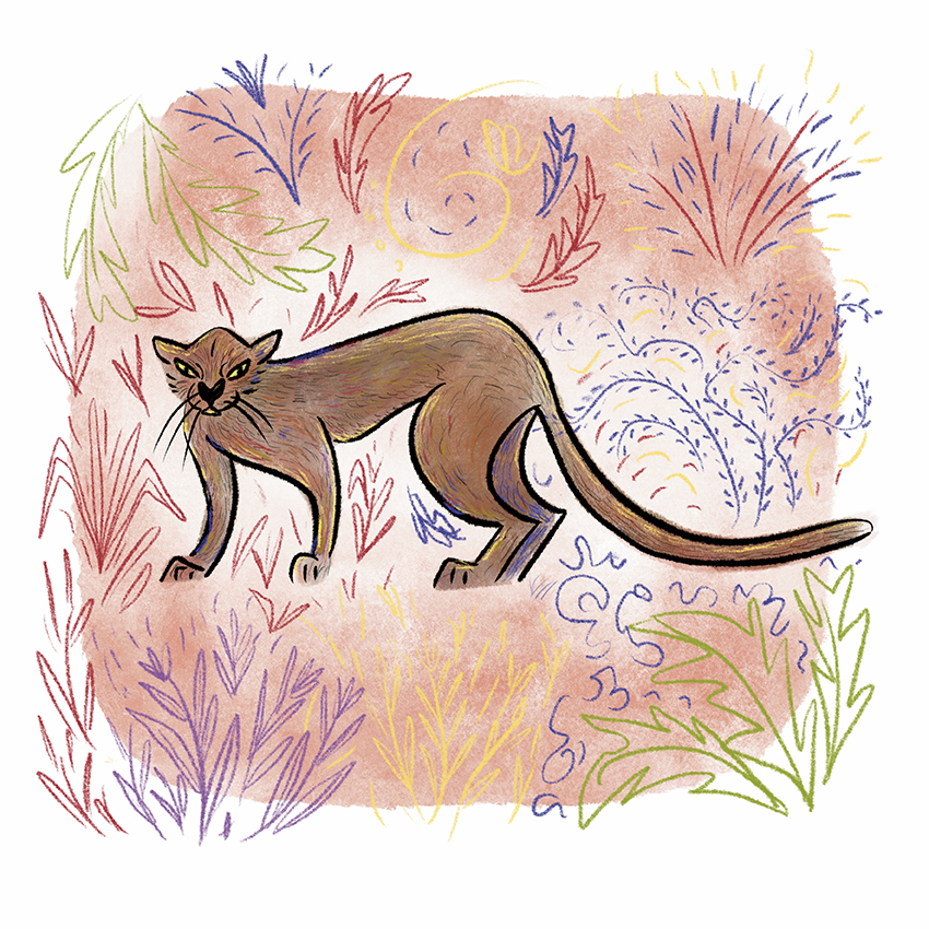 Jaguarundi.jpg