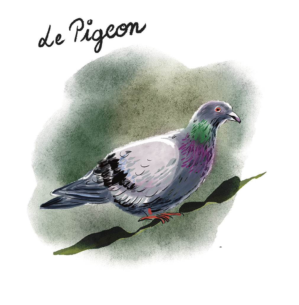 Pigeon