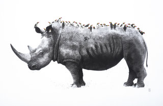 Le rhinocéros et les buphagus