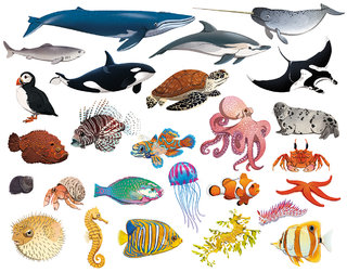 Les animaux de l'océan