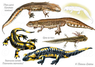 Amphibiens - Tritons et salamandres
