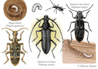 Coléoptères - Longicornes