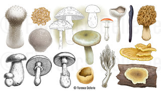 Morphologie des champignons : espèces diverses