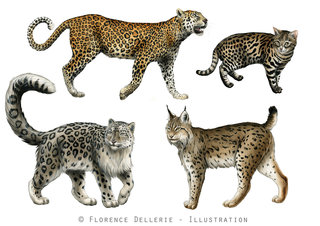 Léopard, Chat à pieds noirs, Panthère des neiges, Lynx