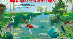 Les secrets de la rivière - Jean-Marc Langue-illustrateur jeunesse