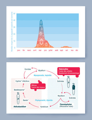 Illustrations data-design CTIFL