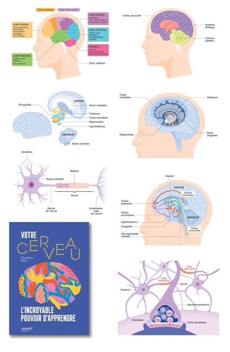 Schémas du fonctionnement du cerveau (Mango, 2021).
