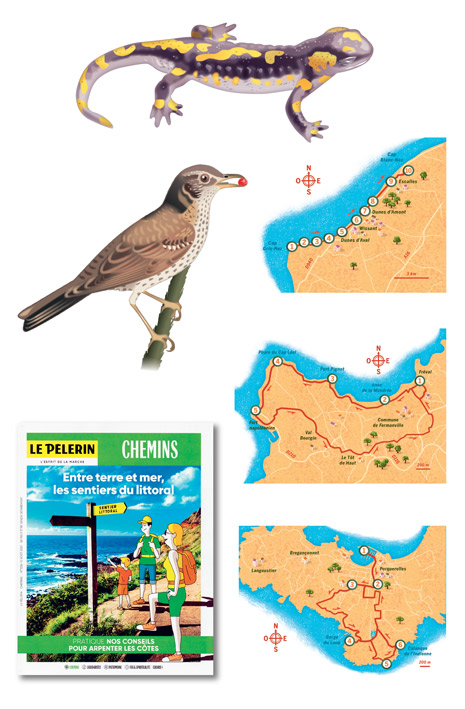 Trois cartes, deux illustrations animalières et une illustration de couverture pour un cahier central consacré aux sentiers du littoral (Le Pèlerin, 2021).