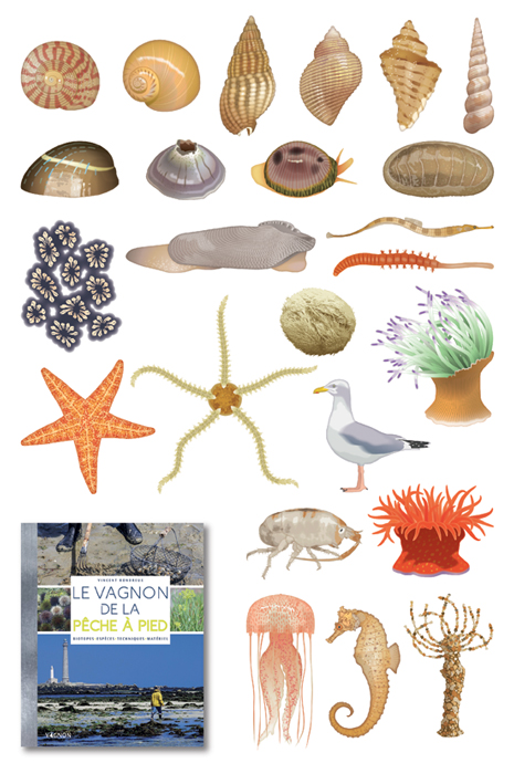 Illustrations pour un guide de découverte de la pêche à pied (Vagnon, 2018).