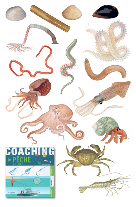 Illustrations pour un programme de coaching de pêche en mer (Vagnon, 2020).