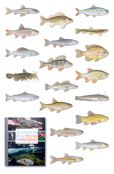 Illustrations de poissons d'eau douce (Vagnon, 2017).