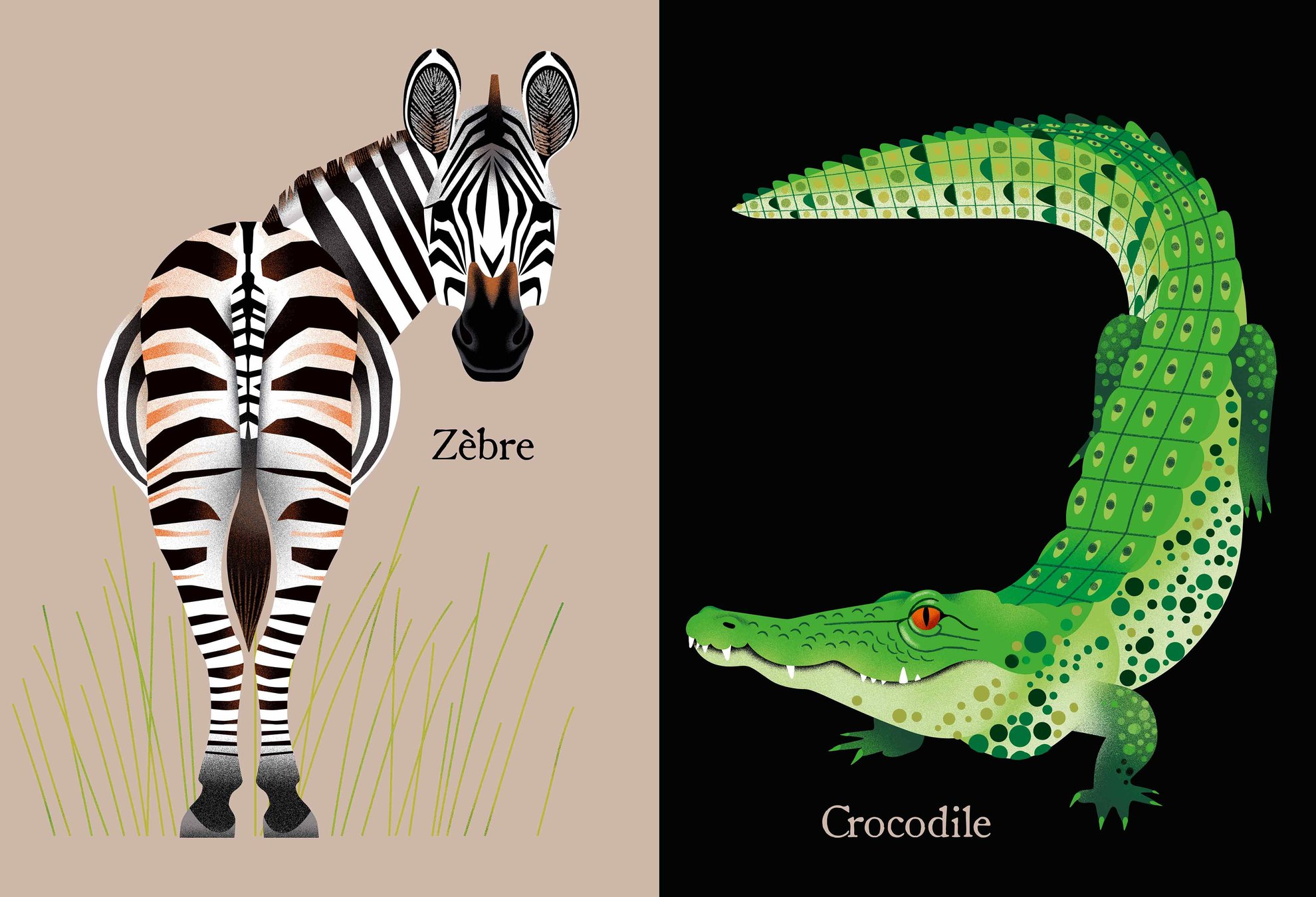 zebre et crocodile