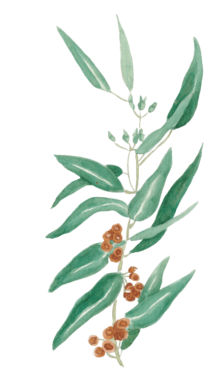 Aquarelle Eucalyptus