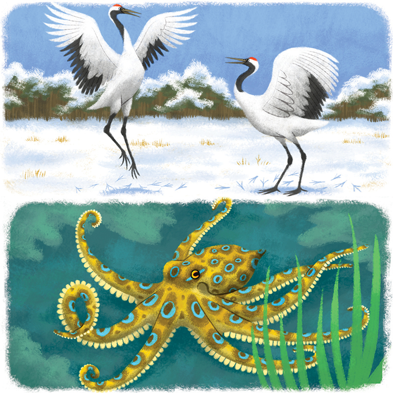 Les animaux du monde : la grue du Japon / la pieuvre aux anneaux bleus, magazine Youpi