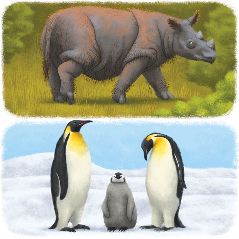 Les animaux du monde : le rhinocéros de Sumatra / le manchot empereurs, magazine Youpi