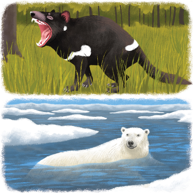 Les animaux du monde : le diable de Tasmanie / l'ours polaire, magazine Youpi
