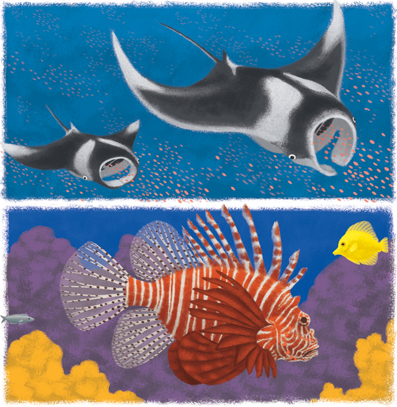 Les animaux marins : la raie manta / la rascasse volante, magazine Youpi