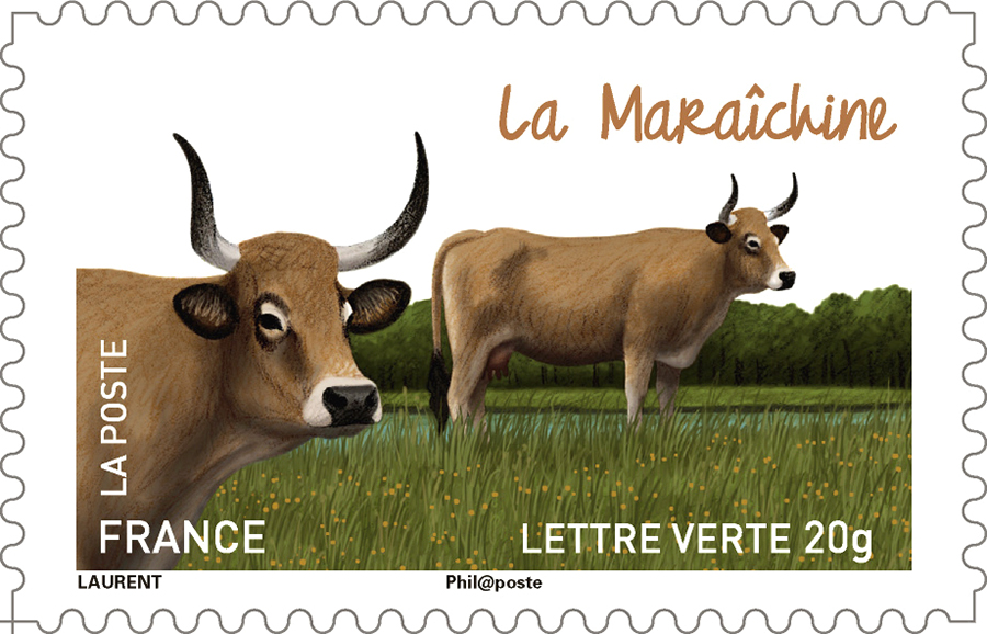 Timbre sur les vaches françaises, la Maraîchine