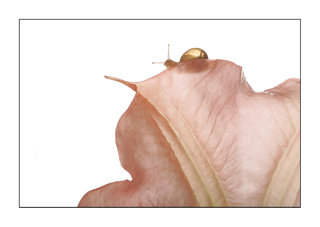 La fleur et l'escargot