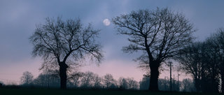 La lune et les arbres